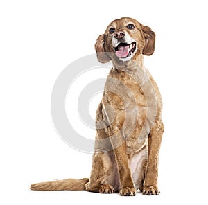 Old Cocker mixed with a french spaniel, Crossbreed dog Panting, isolated on white