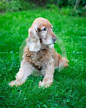 Old cocker spaniel dog with sad expression