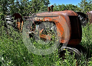 Old Cockshutt tractor buried in the weeds