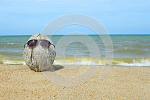 Old coconut lounging on the beach