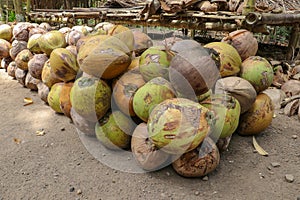 Old coconut stacked in rows, in several layers on top of each other. Drying of coconut palm for further processing.