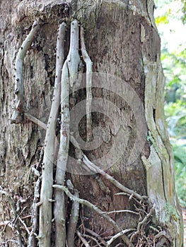 Old coconut tree trunk with dry skin and growing roots