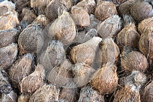 Old coconuts for eat background