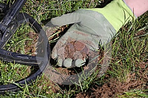 Old coins find in a field with metal detector