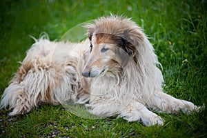 Old collie dog