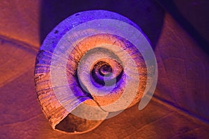 Old colored spiral shell