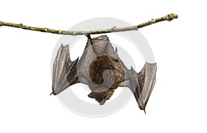 Old common bent-wing bat perched on a branch