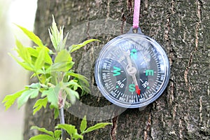 Old compass on tree in forest