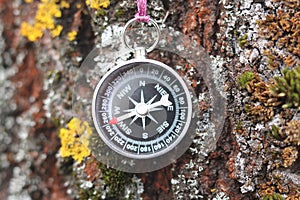 Old compass on tree in forest