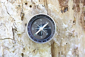 Old compass on tree in forest