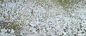 Old concrete mossy wall with green and yellow lichen surface texture.