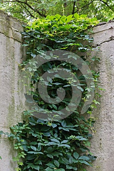 Old concrete retaining wall overgrown with hanging maiden grapes