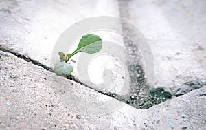 The old concrete road surface in the gutter and weeds that occurred between the gaps in the perch