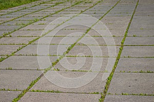 Old concrete slabs of which the road was made in the park, through the sutures the grass grew, a closeup of the old collapsing