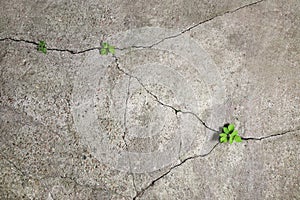 Old concrete surface collapses with time. Green plants sprout in the resulting cracks photo