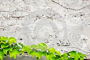 Old concrete wall covered with ivy