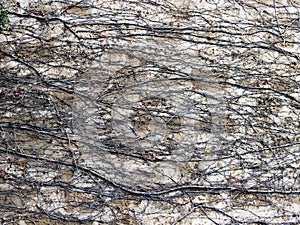 Old concrete wall with dried-up branches of trees with fallen leaves...