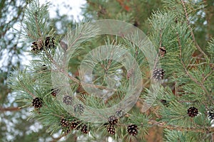 Old cones of coniferous tree on branches