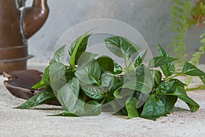 Old copper kettle and green plants