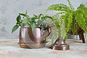 Old copper kettle and green plants