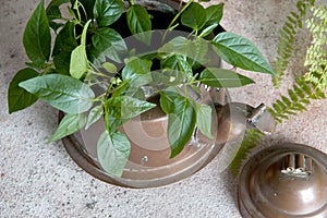 Old copper kettle and green plants