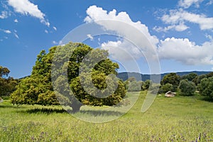 Old cork oak