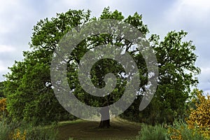 Old cork oak