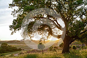 Old Cork oak tree Quercus suber in evening sun, Alentejo Portugal Europe