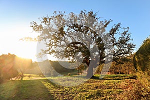 Old Cork oak tree Quercus suber in the evening sun in early spring, Alentejo Portugal Europe