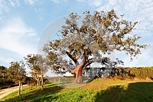 Old Cork oak tree Quercus suber in the evening sun in early spring, Alentejo Portugal Europe
