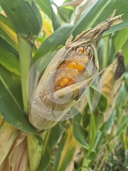 Old corn ready to harvest