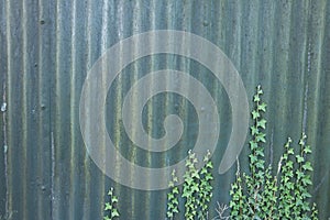 Old correlated metal sheet