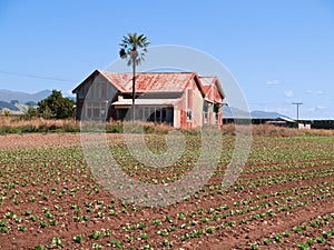 Old corrugated iron clad rural building bright red rustic abandoned in field of new crop seedlings