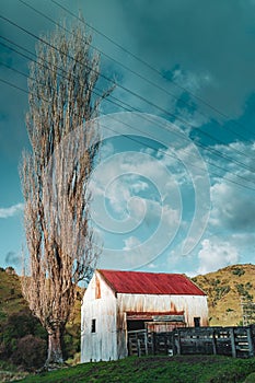 Old corrugated iron farm building and yard with tall leafless birch tree buildings