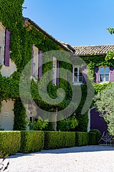 Old cosy Provencal house overgrown with wild green grapes