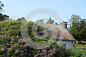 Old cottage behind rhododendrons