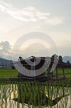 Old cottage in green rice field