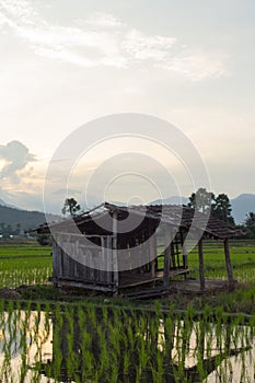 old cottage in green rice field