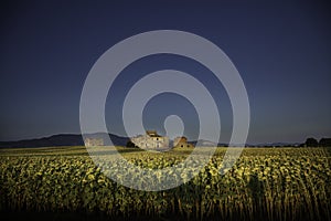 Old cottage in the middle of a field of sunflowers in Tuscany. photo