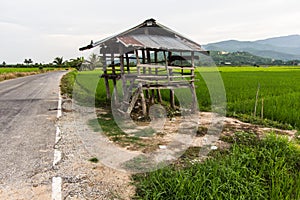Old cottage in the rice fields with Thai temple on mountain