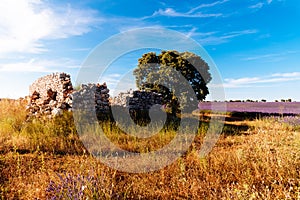 Old cottage ruins in Lavender Fields. Summer sunset landscape in Brihuega