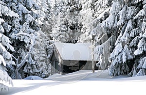 Old cottage and snowy fir trees in winter forest