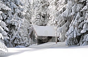 Old cottage and snowy fir trees in winter forest