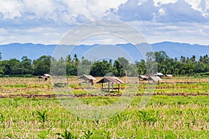 Old cottages of thailand farmer