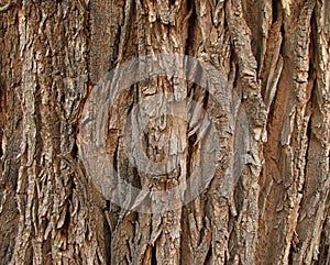 Old cottonwood bark photo