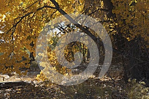 Old Cottonwood in Late October