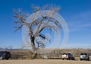 Old Cottonwood Over Trailhead Parking Lot