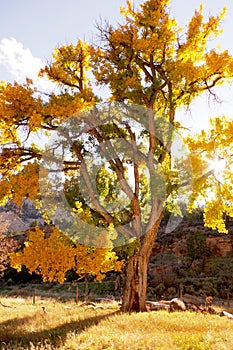 Old cottonwood tree in the fall at sunset. photo