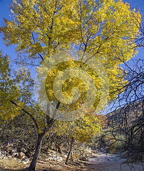 Old cottonwood tree beside a river wash in canyon of the southwest
