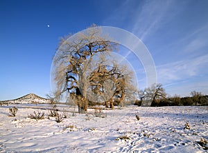 Old cottonwood trees in winter photo